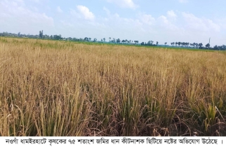 নওগাঁর আত্রাইয়ে কৃষকের ৭৫ শতক জমিতে বিষ প্রয়োগে ফসল নষ্টের অভিযোগ